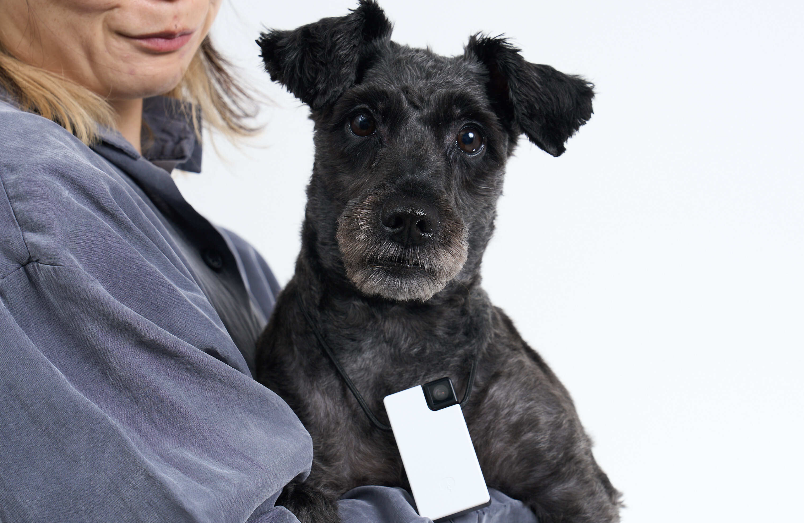 Person holding a black dog with a white 
Saveclip